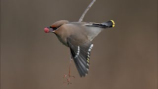 Waxwing Our Winter visitor such a beautiful bird so elegant Nikon Z9 Nikon 180600 [upl. by Irelav]