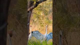 Gangster Brolgas Quick Dance birds birdlovers birdwatching [upl. by Pantia]