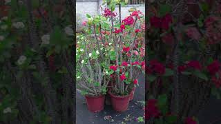 Euphorbia Milii Plant Arrangement  Care amp Tips [upl. by Treva]