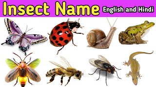 Insect Name  in english and hindi With Picture Name of Insects  Sharina Kids Tv English Vocabulary [upl. by Ymassej]