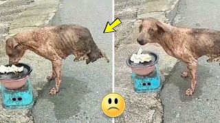 Abandoned Two Legged Dog Defies the Odds Alone [upl. by Atterahs]