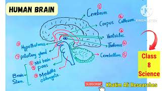 Human Brain  Human brain in pashto [upl. by Raul]