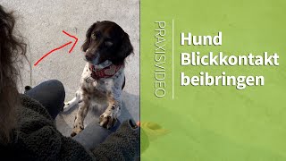 Wie Du Deinem Hund Blickkontakt beibrinigen kannst ►Praxisvideo [upl. by Marashio]