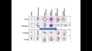 Various stages of Malarial Parasites in PBS [upl. by Edmondo]