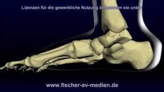 Der Fuß  kurz und bündig  Animation  Anatomie  Foot [upl. by Dowdell]