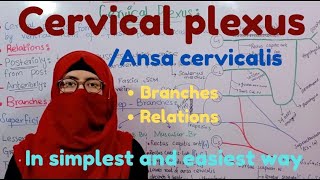 Cervical plexus  relations  branches  ansa Cervicalis  head and neck  ayesha medical education [upl. by Lyell]