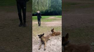 BACK FLIP WITH TWO BELGIAN MALINOIS 🧎🏻‍♂️↪️🐕🐾 dogshorts malinois backflip park [upl. by Adnohsor769]