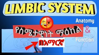 Limbic system anatomy and function in amharic በአማርኛ [upl. by Charleton]