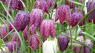 Fritillaria flowers HD1080p [upl. by Monda]