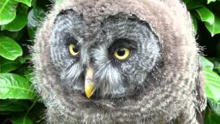 great grey owl crying [upl. by Aliehc]