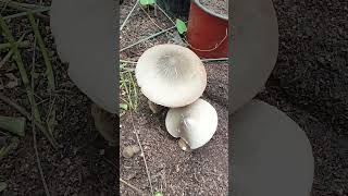 Big mushroomTrip ni Eve bukidlife mushroom youtubeshorts trendingshorts shortvideo probinsya [upl. by Eelam]