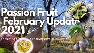 Passion Fruit Vines  Passiflora Edulis Update 2021 [upl. by Aenehs233]