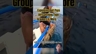 Expensive Bait Pays Off Catching Tiger Groupers amp More 🎣💰 Fishing Amazing Grouper [upl. by Eddina384]