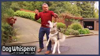 Walk Turns Violent as Malamute Mix Attacks Cesar  S4 Ep 16  Dog Whisperer With Cesar Millan [upl. by Nnylsaj764]