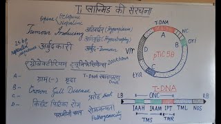 Ti Plasmid PartI in Hindi Agrobacterium tumefaciens Biotechnology [upl. by Zulema]