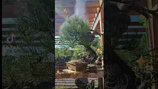 watering beautiful ponderosa pine bonsai yamadori deadwood plantwatering bonsaitree [upl. by Clarette841]