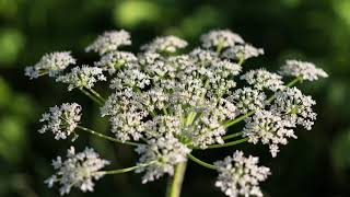 What is giant hogweed and should we be worried [upl. by Boniface]