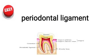 periodontal ligament [upl. by Zechariah780]