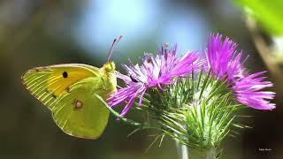 Clouded Yellow butterfly Colias croceus feeding on thistles [upl. by Autumn]