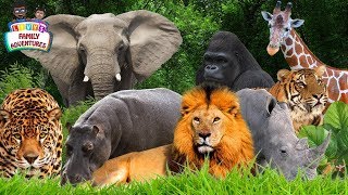 Learning Jungle Animals  Jungle Animals Names and Sounds [upl. by Natalina]