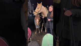 PFERDESHOW mit 6 Ponys 🥰 pferdeliebe [upl. by Gettings]