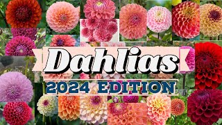 Dahlias 2024 Edition  2024 Dahlia Extravaganza  A Palette of Blooms Unveiled [upl. by Eanrahs605]