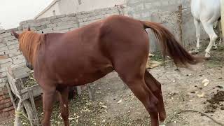 today My best video horse meeting breeding horse meeting breeding viralvideo [upl. by Charlene]