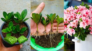 How to grow azalea plant from cuttings in simple way with updates [upl. by Hollingsworth39]