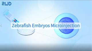 Zebrafish Embryos Microinjection Process [upl. by Hsenid]