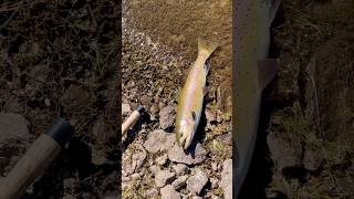 Fantastic fall cutthroat trouts It’s the most wonderful time of the year fishing sierranevada [upl. by Amaris526]