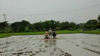 Paddy field cultivation [upl. by Keraj]