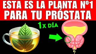 PLANTA 1 que MEJORA tu PRÓSTATA CÓMO TOMARLA [upl. by Arac479]