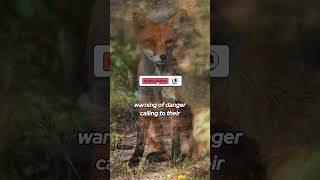 Foxes Can Talk 40 Sounds That Will Surprise You shors facts fox animals [upl. by Terr]