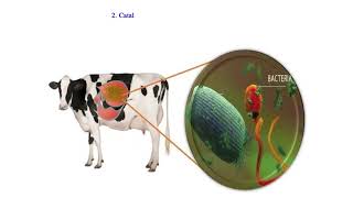 Types of parasites [upl. by Aidam]