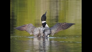 Papineau Lake Loon Nesting Project  Kenauk Institute [upl. by Giwdul746]