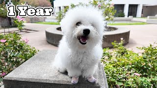 Bichon Puppy’s Outdoor Adventures 1 Year Journey [upl. by Jason829]