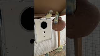 Playful Budgie Adventures  Birdiology Shorts birds budgiebliss babyanimals parrot babybirds [upl. by Dias879]