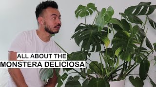 Monstera Deliciosa Care  Repotting  House Plants [upl. by Clover968]