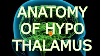 ANATOMY OF THE HYPOTHALAMUS [upl. by Arotak]