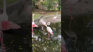 「可愛動物」在六福村看到粉嫩粉嫩的紅鶴🦩六福村動物園紅鶴火烈鳥 野生动物零距离 [upl. by Armilla]