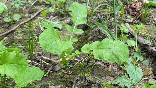 🥬How To Fix Your Brassica Plot 🥬 [upl. by Semreh]