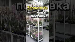 данапротасова orchid orchideenpflege орхидеи orchideen зебо zeboorhids [upl. by Lj255]