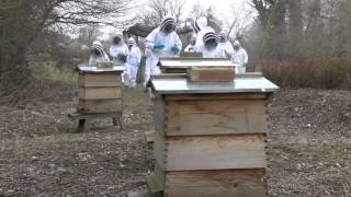 Bee keeping at Croxley Park [upl. by Haelat]