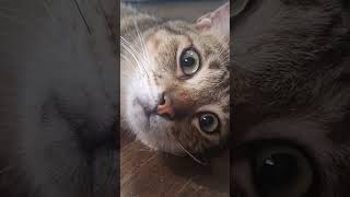 Tamang Hinala ang pusa coincidance cat puspincat catlover [upl. by Sone]