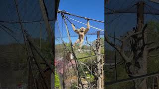 Gibbon at the Knoxville Zoo Checks Us Out [upl. by Hamann214]