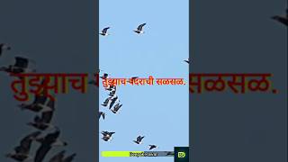 Avati Bhavati Tarange Short lyrics lyrical lyricalstatus lyricvideo songs latestsong marathi [upl. by Aynahs]