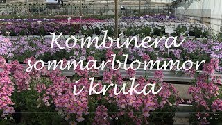 Kombinera sommarblommor i kruka [upl. by Newsom]