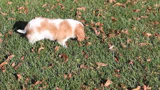 Cavalier King Charles Spaniel Puppies for Sale [upl. by Perrins]