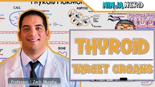 Endocrinology  Target Organs of the Thyroid [upl. by Kcirdor]