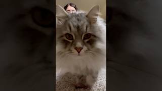 The most adorable interruption He stole the show💙😸 cat catlover funny viralvideo kitten pet [upl. by Mandych]